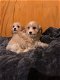 beautiful Cavachon puppies for sale - 0 - Thumbnail