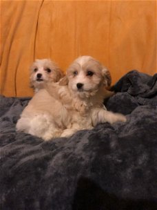 beautiful Cavachon puppies for sale