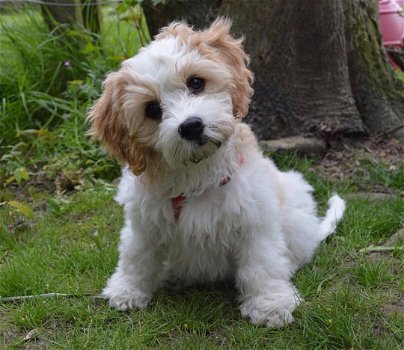 beautiful Cavachon puppies for sale - 1