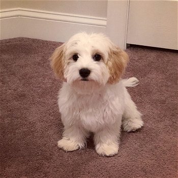 beautiful Cavachon puppies for sale - 2