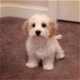 beautiful Cavachon puppies for sale - 2 - Thumbnail