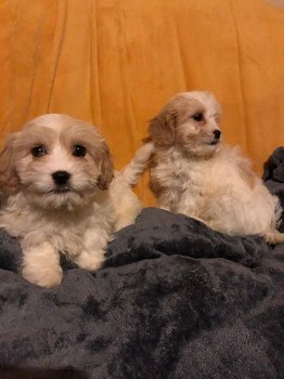 beautiful Cavachon puppies for sale - 3