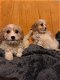 beautiful Cavachon puppies for sale - 3 - Thumbnail