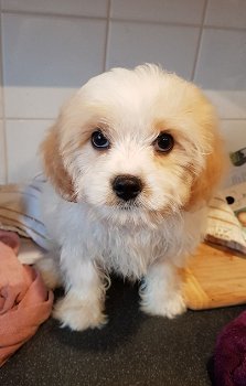 beautiful Cavachon puppies for sale - 4