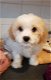 beautiful Cavachon puppies for sale - 4 - Thumbnail