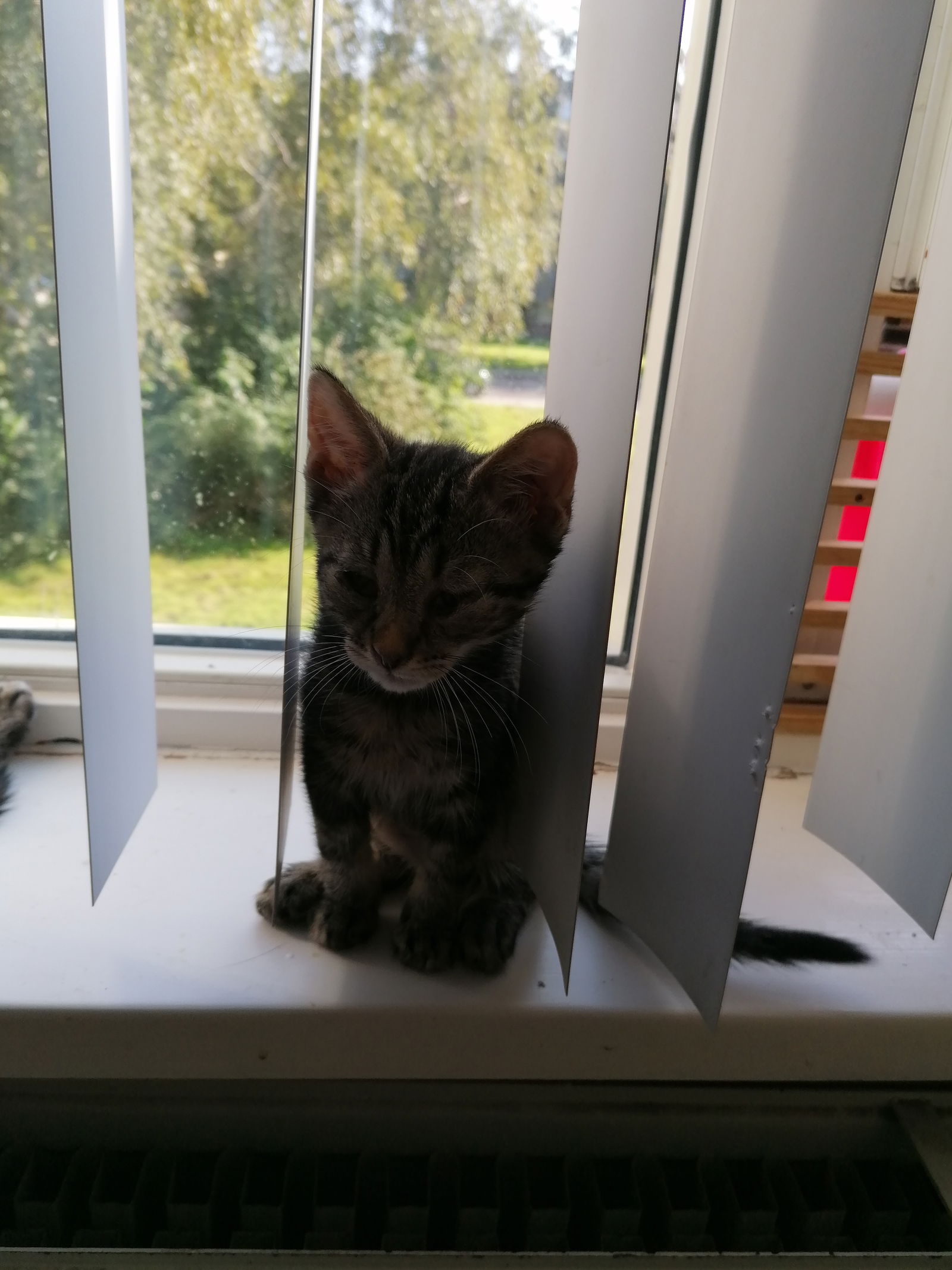 Xing main coon - nr. 1