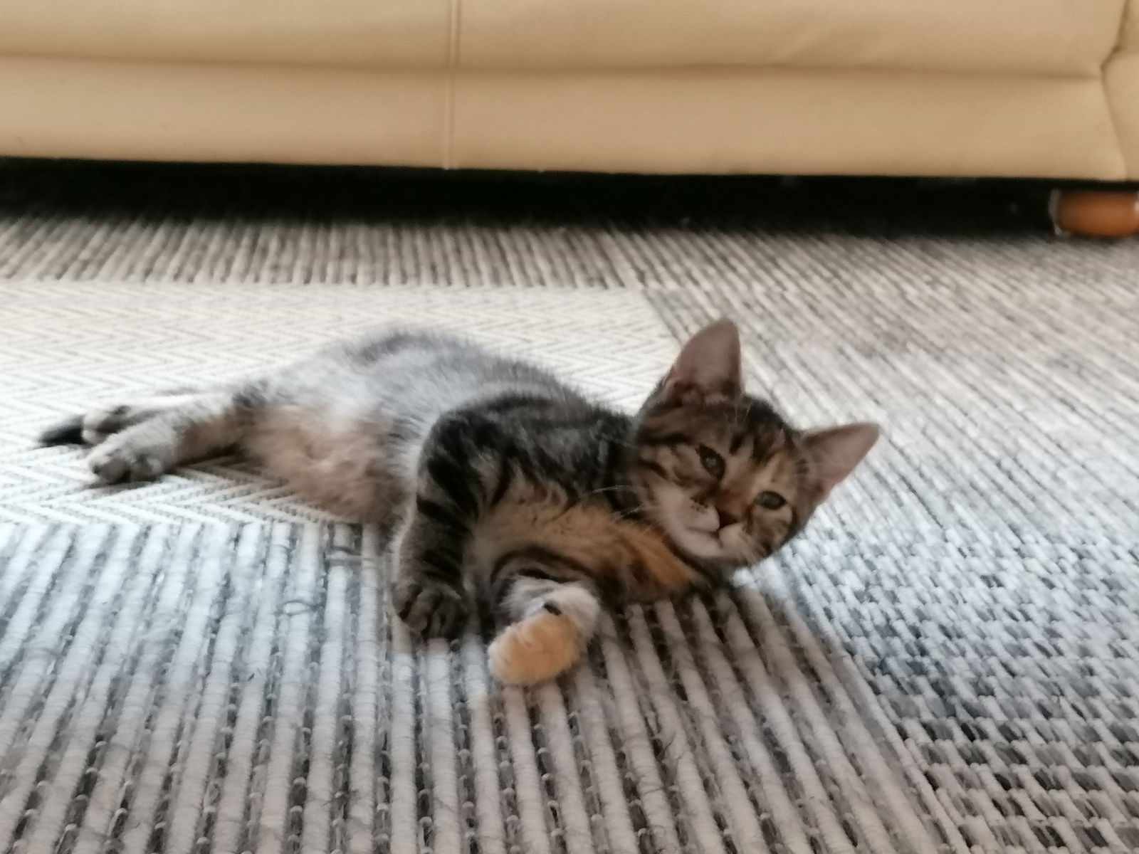 Xing main coon - Afbeelding 2
