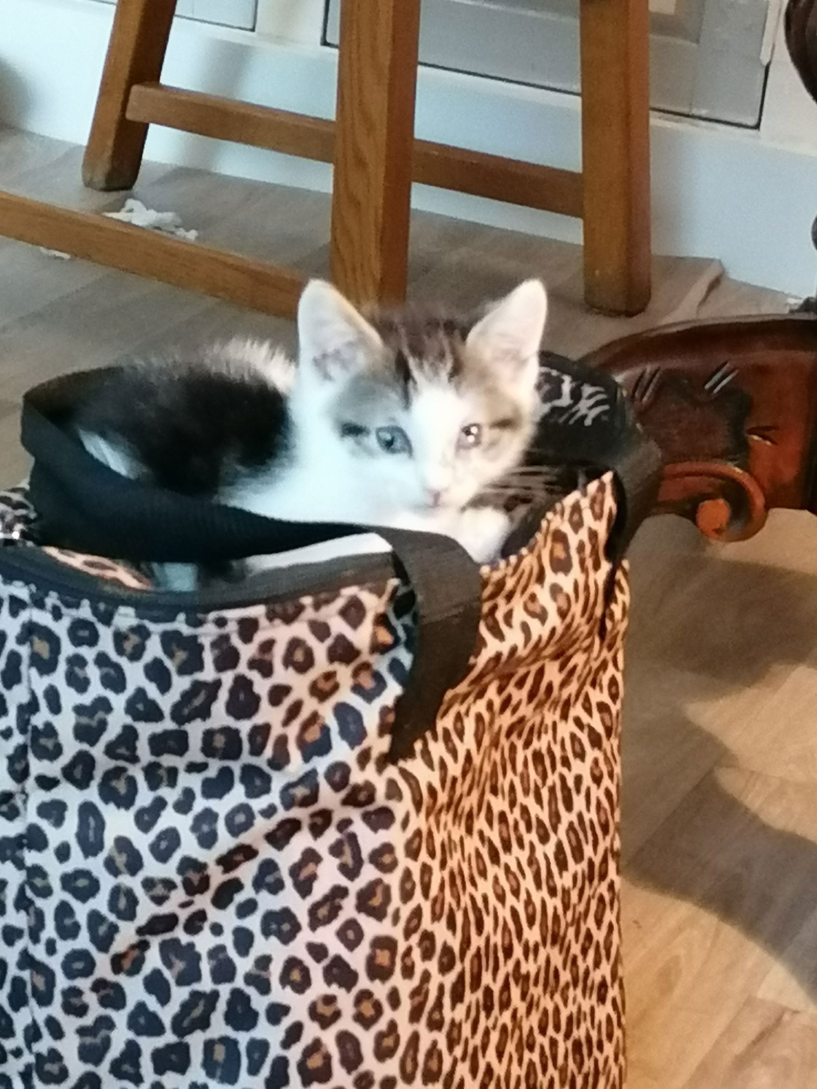 Xing main coon - Afbeelding 3