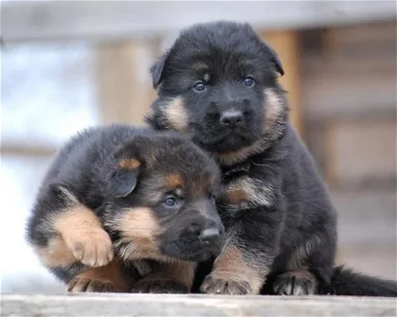 German Shepherd Puppies - 0