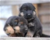 German Shepherd Puppies - 0 - Thumbnail