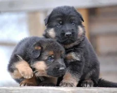 German Shepherd Puppies