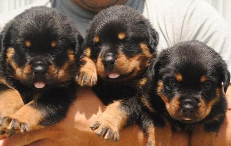 Awesome Rottweiler Puppies - 0