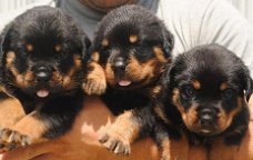 Awesome Rottweiler Puppies 