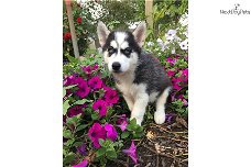 Awesome Male and Female Siberian Husky Puppies