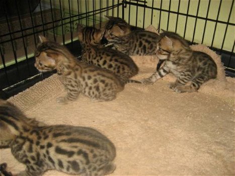 f2 savannah and Bengal kittens - 0