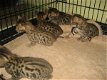 f2 savannah and Bengal kittens - 0 - Thumbnail