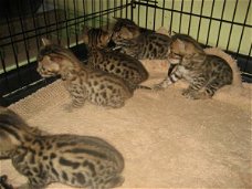 f2 savannah and Bengal kittens