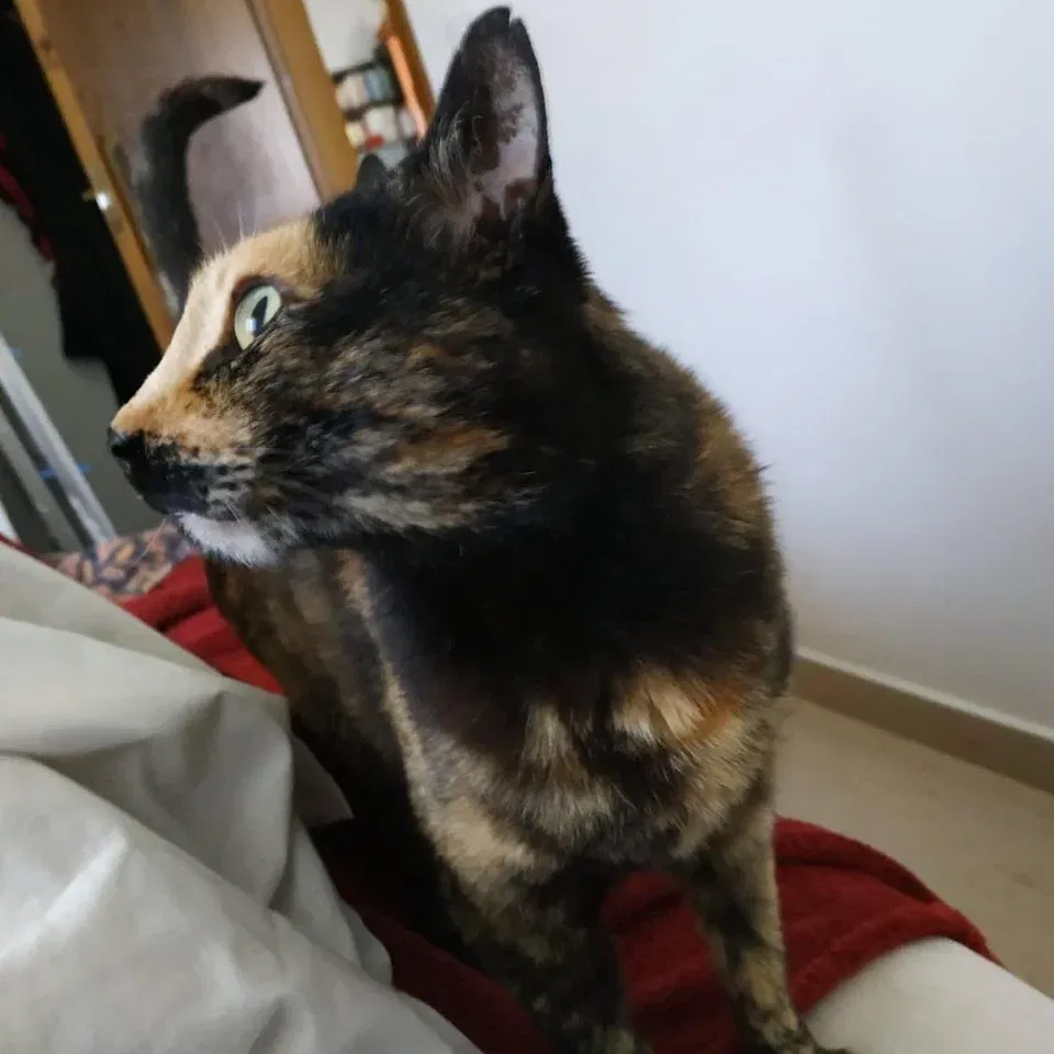 MJM Dogs Foundation: Paloma - nr. 1