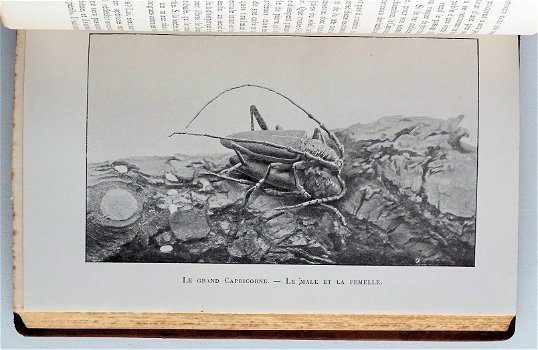 [Binding] Les Merveilles de l’Instinct chez les Insects 1913 - 6
