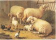 Dierenkaart Schapen - 0 - Thumbnail