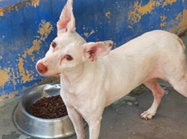 Estacion Esperanza Speelse Minnie zoekt wandelpartner - Afbeelding 2