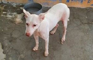 Estacion Esperanza Speelse Minnie zoekt wandelpartner - Afbeelding 3