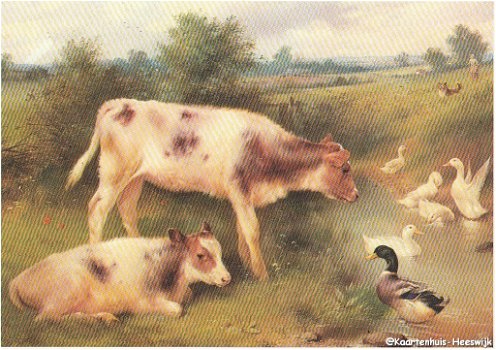Dierenkaart Koeien - 0