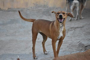 Estacion Esperanza Tilly zoekt haar familie - Afbeelding 2