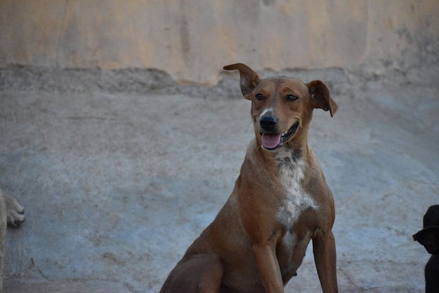 Estacion Esperanza Tilly zoekt haar familie - Afbeelding 3