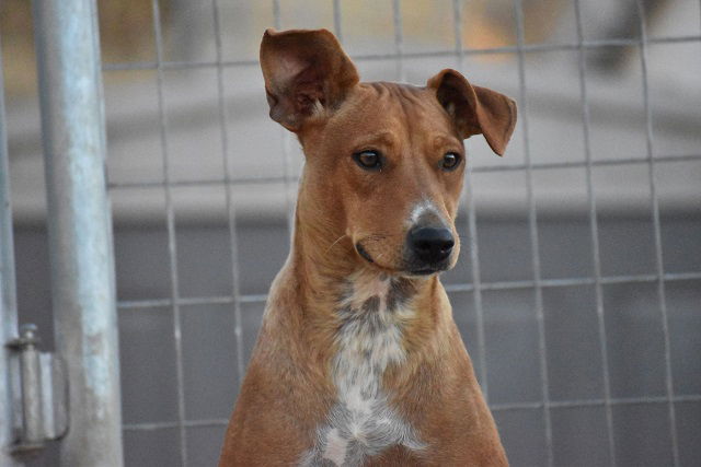 Estacion Esperanza Tilly zoekt haar familie - Afbeelding 4