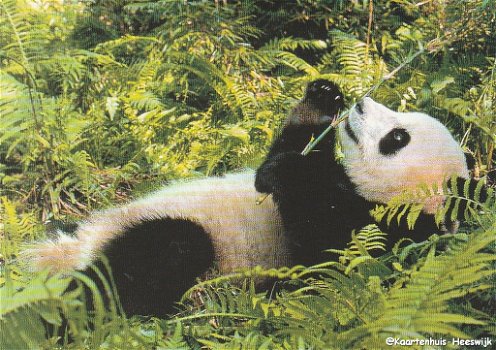 Kaart WWF Panda - 0