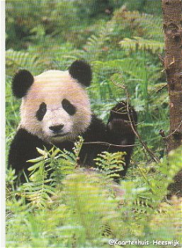 Kaart WWF Panda 1 - 0