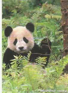 Kaart WWF Panda 1