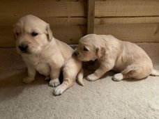 Mooie Golden Retriever-puppy's, Milo en Jess.