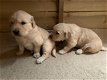 Mooie Golden Retriever-puppy's, Milo en Jess. - 0 - Thumbnail