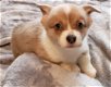 AKC Bluie Sable corgi puppy. - 0 - Thumbnail