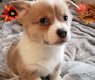 AKC Bluie Sable corgi puppy. - 1 - Thumbnail