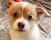 AKC Bluie Sable corgi puppy. - 2 - Thumbnail