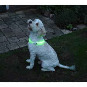 Led verlichtingsbuis voor de hond usb oplaadbaar - Afbeelding 3