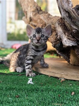 Mooie Bengaalse kittens met stamboom - 0