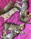 Bengaalse kittens nu beschikbaar .. - 0 - Thumbnail
