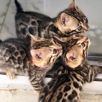 Bengaalse kittens nu beschikbaar .. - 1