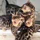 Bengaalse kittens nu beschikbaar .. - 1 - Thumbnail