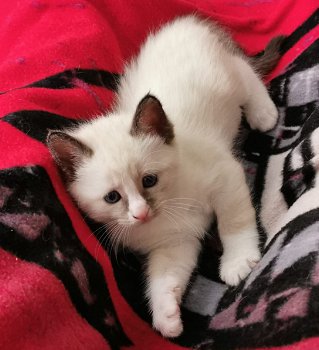 Prachtig raszuiver Ragdoll kitten - 0