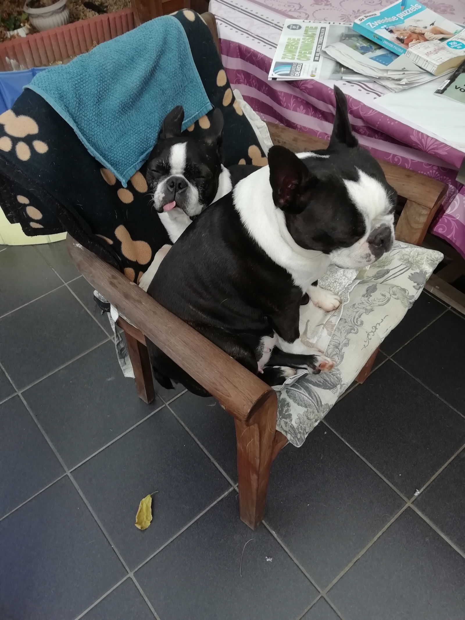 Pups Gratis!!!! - nr. 1