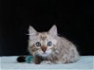 Mooie Bengaalse kittens met stamboom - 0 - Thumbnail