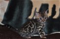 Prachtige Bengaal kittens met stamboom - 0 - Thumbnail