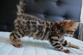 Prachtige Bengaal kittens met stamboom - 0 - Thumbnail