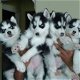 Siberische Husky pups te koop - 0 - Thumbnail