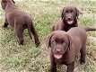 Schitterende labrador pups - 0 - Thumbnail